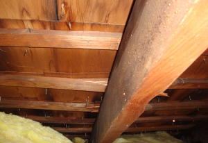 View of cedar shake roof from inside of attic space